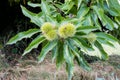 Branch of Sweet Chestnut with unripe green burrs and leaves Royalty Free Stock Photo