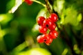 Branch of sweet fresh red currant in the garden. Red currant on Royalty Free Stock Photo