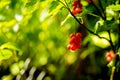 Branch of sweet fresh red currant in the garden. Red currant on Royalty Free Stock Photo