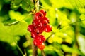 Branch of sweet fresh red currant in the garden. Red currant on Royalty Free Stock Photo