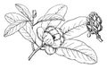 Branch of Sweetbay Magnolia vintage illustration