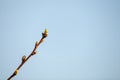 Branch with swollen buds on a blue sky background.