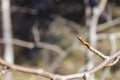 Branch with swollen buds.