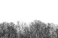 The branch of tall green trees in tropical Thailand silhouette on white background