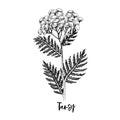 Branch of Tansy. Medicinal herb