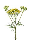 Branch of tansy is ordinary isolated on white background