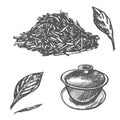 Branch and tea leaves. Green tea. Vector hand drawn illustration. Royalty Free Stock Photo