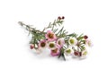 Branch of tea tree with flowers on white. Natural essential oil