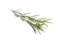 Branch of tea tree on white background Royalty Free Stock Photo