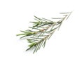 Branch of tea tree on white. Natural essential oil