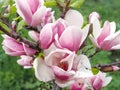 tender spring pink magnolia flower on green garden leaves background