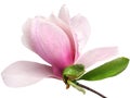 Tender spring pink magnolia flower isolated on white background Royalty Free Stock Photo