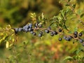 Branch with ternary fruits Prunus spinosa L Royalty Free Stock Photo