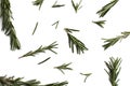 Many different branches of rosemary are scattered on a white background. Seasoning texture. Royalty Free Stock Photo