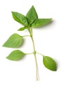 Branch of fresh early-season Thai basil, isolated, from above