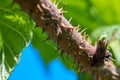 Branch with thorns Royalty Free Stock Photo