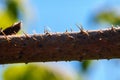 Branch with thorns Royalty Free Stock Photo
