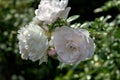 A branch with three blossoming buds of a white rose in the garden