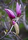 Branch with three blossoming flowers of pink magnolia on the blurred background Royalty Free Stock Photo