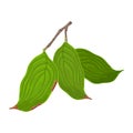 Branch with three green starting senescent leaves of dogwood tree or shrub. Royalty Free Stock Photo