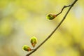 A branch with three maple inflorescences in spring