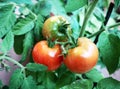 A branch with three red tomatoes in the greenhouse Royalty Free Stock Photo