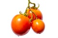 Branch with three ripe red tomatoes Royalty Free Stock Photo