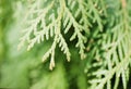 Branch of a thuja close up