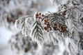 Branch thuja cypress tree in snow. Winter snow background