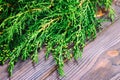 Branch thuja on dark wooden background with copy space. Toned