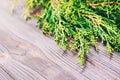 Branch thuja on dark wooden background with copy space. Toned