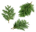 Branch of thuja isolated on white background