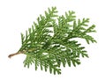 Branch of thuja isolated on white background