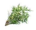 Branch of thuja isolated