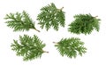 Branch of thuja isolated on white without shadow