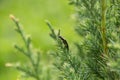 The branch of thuja and black beetle