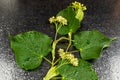 A branch of a Tilia tree on a wet black surface. Flowering branch of a linden tree. Medicinal plants. Close-up. Selective focus