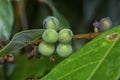 Branch of tiny cluster of sprouting ficus microcarpa fruits.