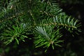 Branch tip of coniferous tree Nordmann Fir, also called Caucasian Fir, latin name Abies nordmanniana, in afternoon sunshine