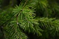Branch tip of coniferous tree Siberian spruce, latin name Picea Obovata Royalty Free Stock Photo
