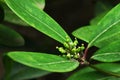 Branch tip with leaves and early buds of ornamental shrub Japanese Skimmia