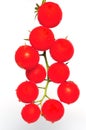 Branch tomato cherry