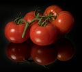 Branch of tomatoes on a black mirror surface with reflections  on black Royalty Free Stock Photo