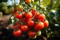 Branch of tomatoes grow in garden