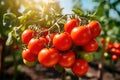 Branch of tomatoes grow in garden