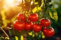 Branch of tomatoes grow in garden