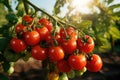 Branch of tomatoes grow in garden