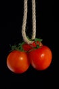A branch of tomatoes hanging on a rope. Isolated over black background