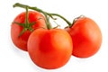 Branch of tomatoes isolated on a white background, full depth of field, no shadow, poison for design