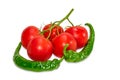 Branch of tomatoes and two green peppers chili Royalty Free Stock Photo